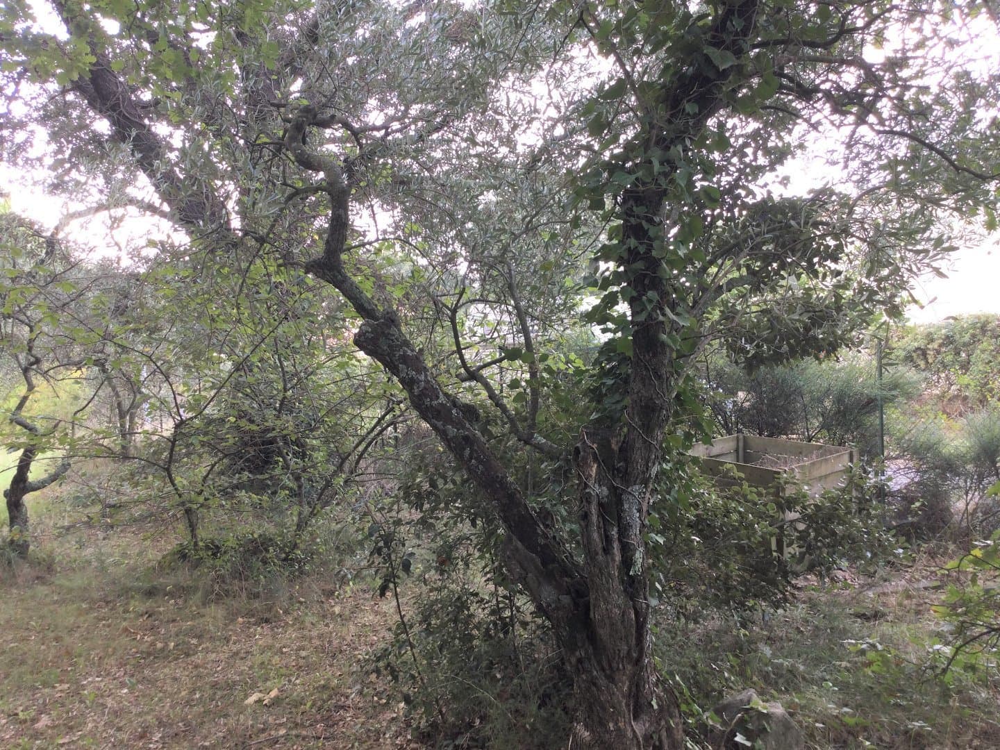 Land w Uzès - foto 2